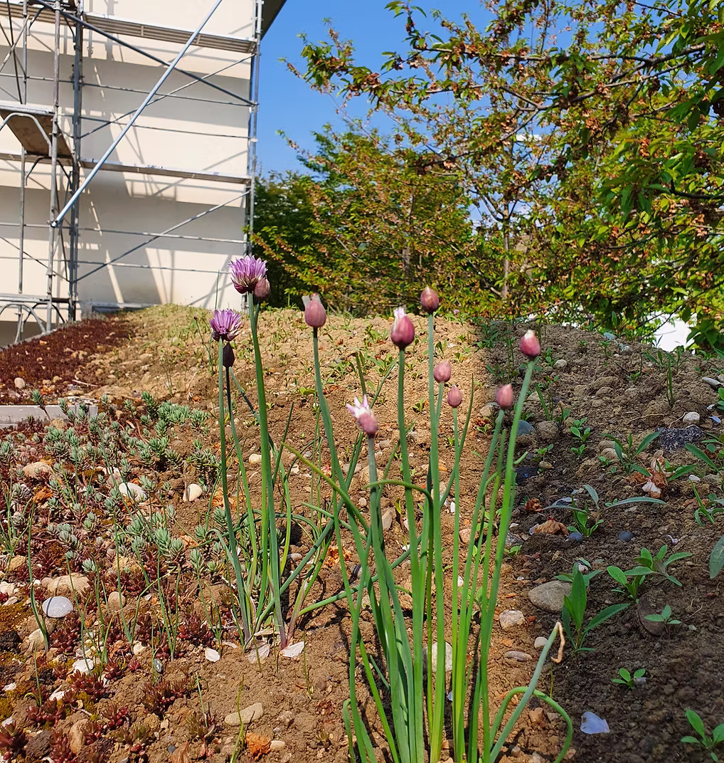 WG Vogelbach, Riehen